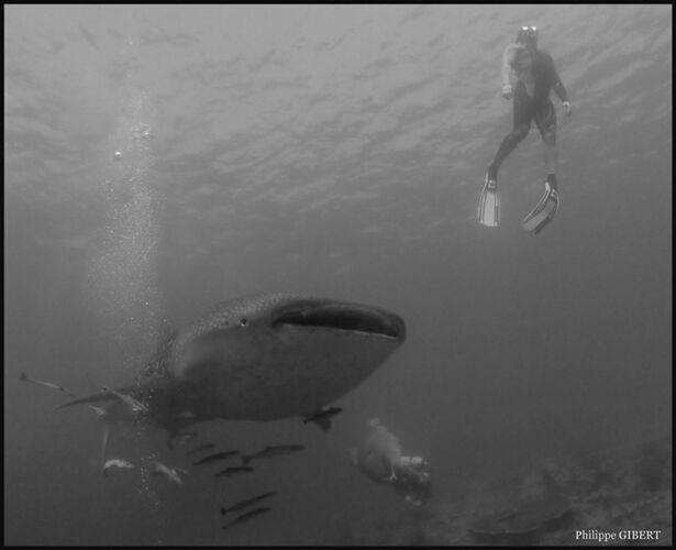Re: Croisière snorkeling aux Maldives  - Philomaldives Guide Safaris