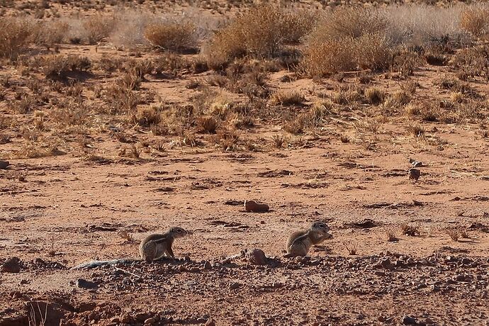 Re: Retour de Namibie fin mai début juin avec 2 loustics de 2 et 5 ans  - adefab