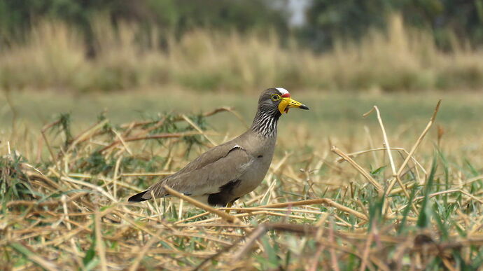 Re: NAMBOTSVIC Namibie- Botswana- Victoria Falls, 3 semaines magiques - PATOUTAILLE