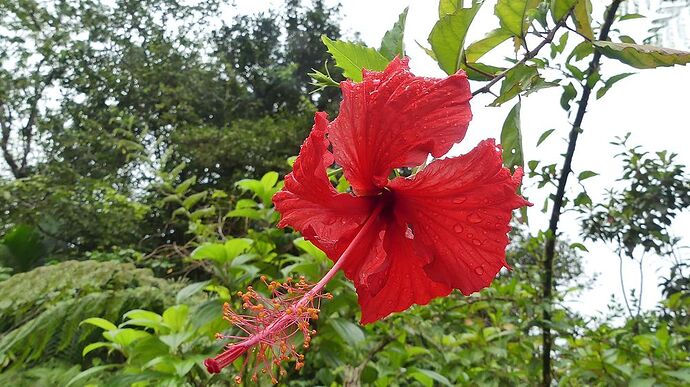 Retour 2 semaines en Guadeloupe - michele87