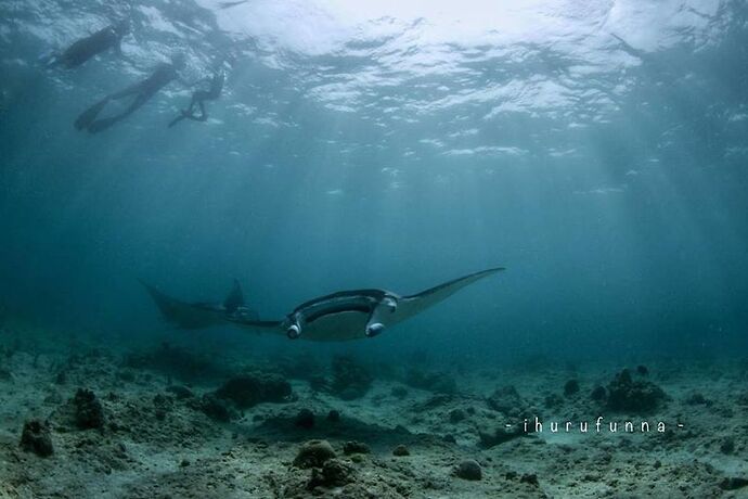 Observation mantas... en snorkeling... aux Maldives - Rasfari  Malé Nord - Philomaldives Guide Safaris