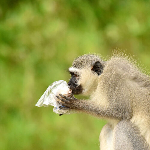 Re: Au paradis ! Compte rendu d'un voyage de 2 petites semaines en Afrique du Sud - L-argonnais Re: Au paradis ! Compte rendu d'un voyage de 2 petites semaines en Afrique du Sud - L-argonnais