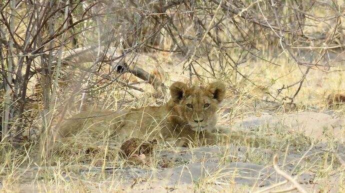 Re: NAMBOTSVIC Namibie- Botswana- Victoria Falls, 3 semaines magiques - PATOUTAILLE