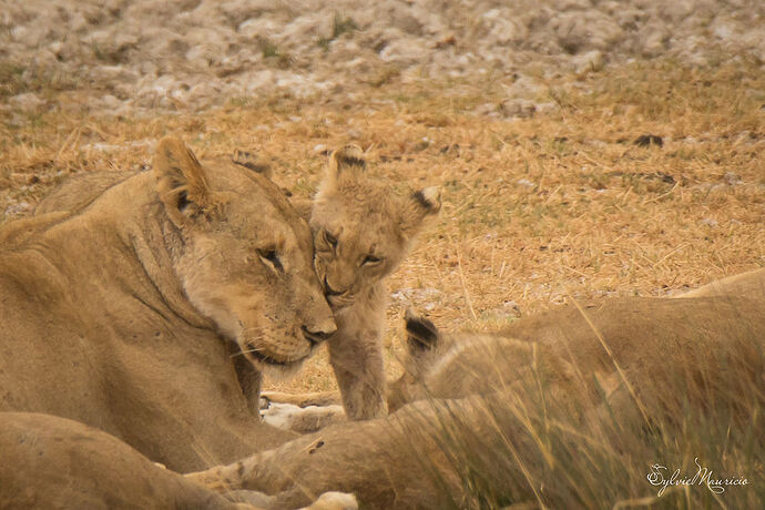 Voyage de 3 semaines en Namibie en oct/nov 2018 - SoleilM