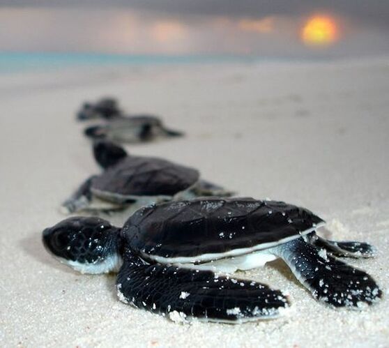 Merci à vous ! - Philomaldives Guide Safaris Merci à vous ! - Philomaldives Guide Safaris
