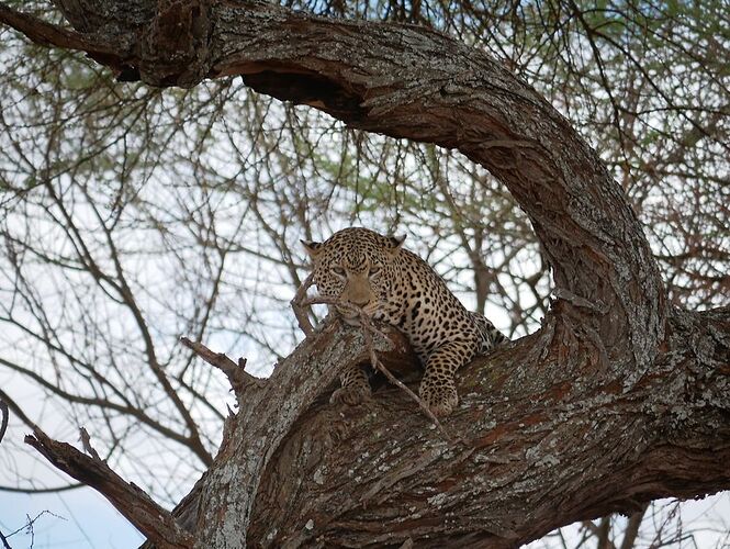 Retour d'expérience - Safari avec agence local Joseph Wildlife Tanzania - Lina-Robin