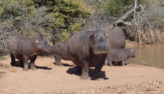 Re: 3 fabuleuses semaines Namibiennes- juillet 2021 - Patbillvoyage