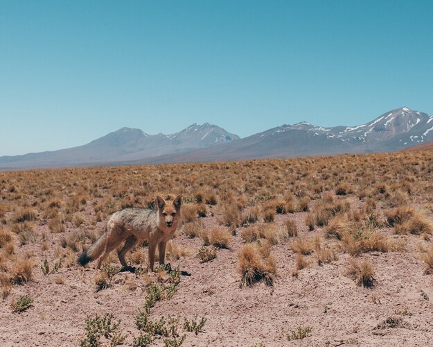 A la découverte du désert d’Atacama - @levoyagedaudrey