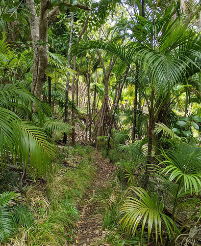 Randonnées et détente au plus près de la nature: 5 jours sur Lord Howe Island - exploringpaw