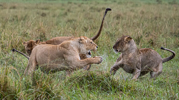 Re: Parenthèse enchantée au Masaï Mara chez Melting Pot Safaris - Mattsupertramp