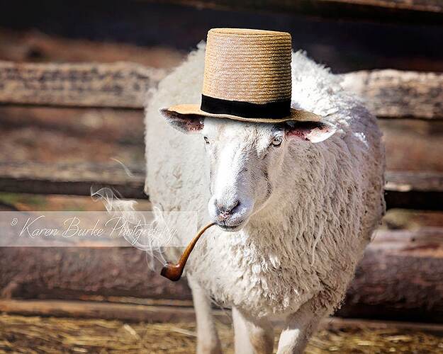 Mouton Portrait mouton drôle chapeau de paille Pipe fumée