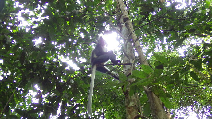 retour trekking Bukit Lawang - chgut