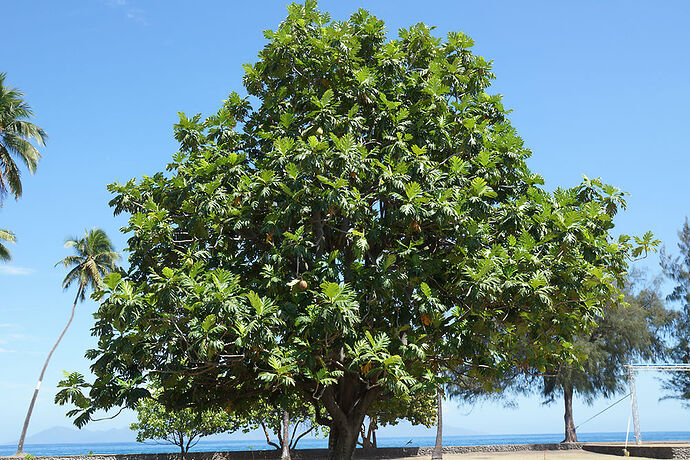 Découverte de la cote Ouest de Tahiti - cartesien