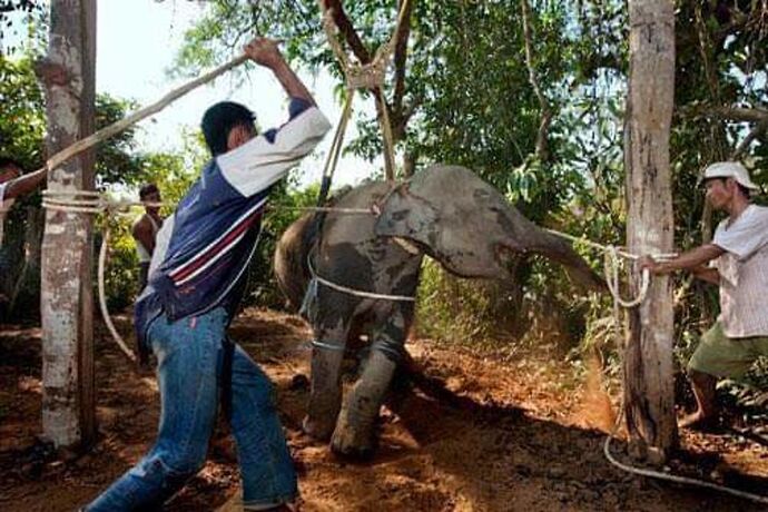 Re: Promenade a dos d'elephant en Thailande - pathebest