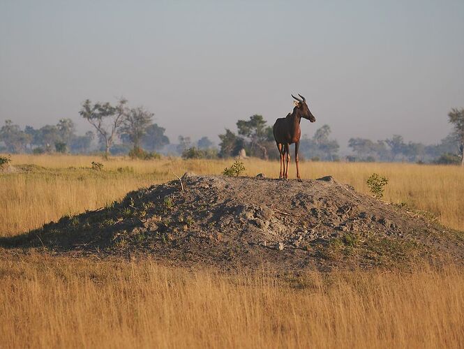 Delta de l'Okavango, Pom Pom épisode 2 - fabienne65