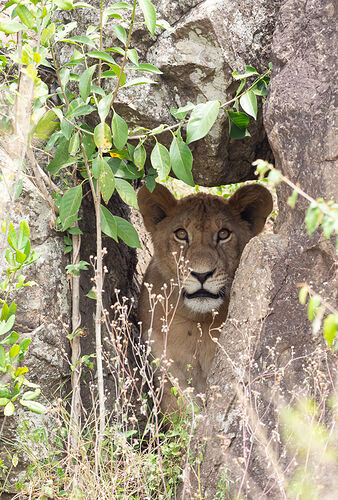 Re: Kenya juillet 2021 un nouveau safari de Samburu au Massai Mara en passant par Meru et Aberdare NP - Karen56