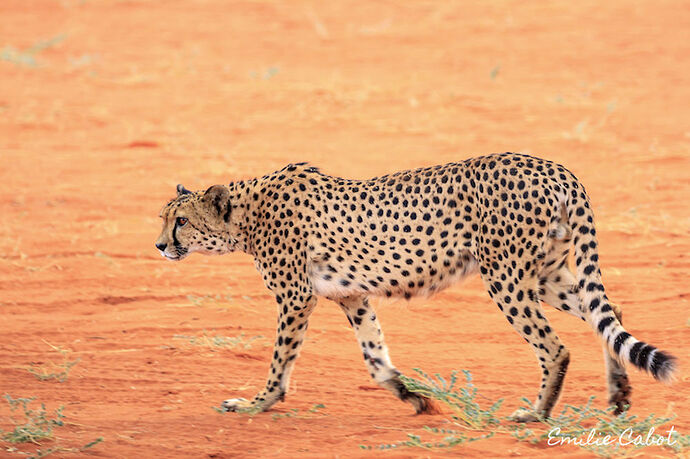 Cheetah feeding & sundowner - Millie