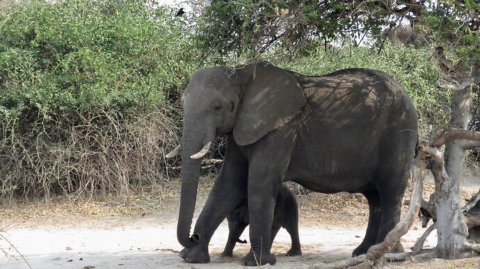 Re: NAMBOTSVIC Namibie- Botswana- Victoria Falls, 3 semaines magiques - PATOUTAILLE