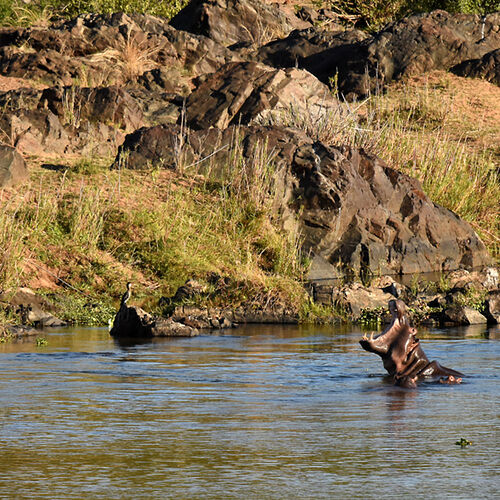 Re: Au paradis ! Compte rendu d'un voyage de 2 petites semaines en Afrique du Sud - L-argonnais Re: Au paradis ! Compte rendu d'un voyage de 2 petites semaines en Afrique du Sud - L-argonnais