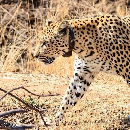 Okonjima - traque au léopard - Millie