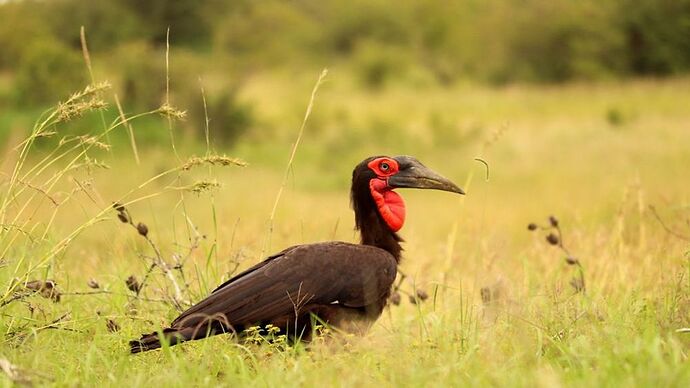 Re: Au coeur du Kenya ; le Kenya dans le coeur - Jmarc71