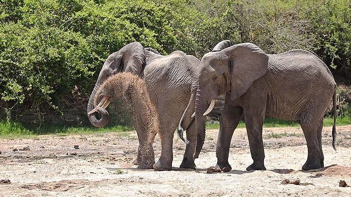 Re: Safari Tanzanie pour janvier 2020 avec une extension sur Zanzibar - puma