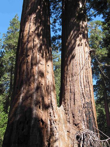 Re: Au pays des sequoias - yensabai