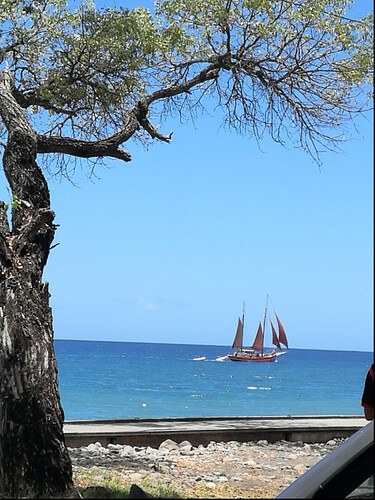 Re: Sargasses Guadeloupe  - Frederic-Maillot