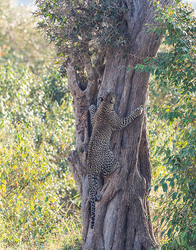 Re: Kenya juillet 2021 un nouveau safari de Samburu au Massai Mara en passant par Meru et Aberdare NP - Karen56