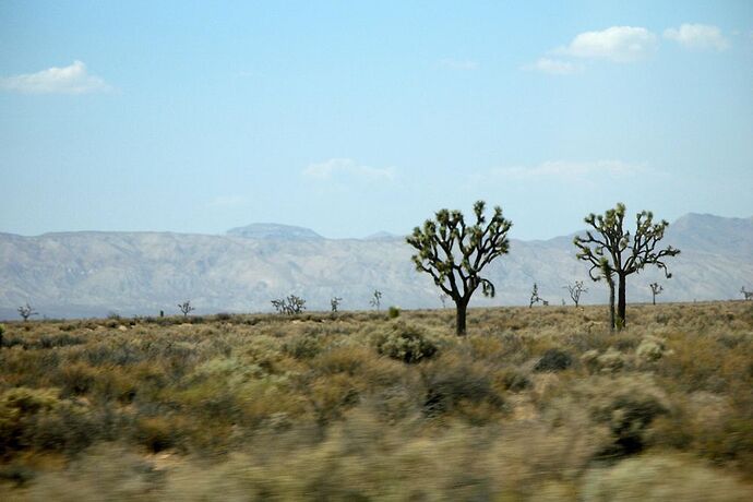 la I-15 au nord de Mojave National Preserve  - Hiacinthe