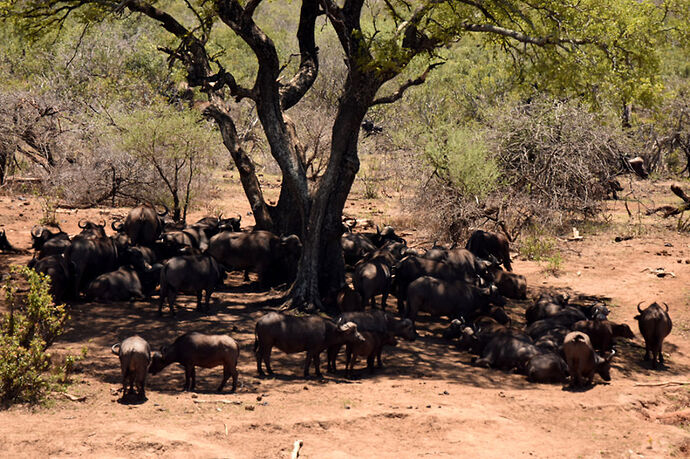 Re: Au paradis ! Compte rendu d'un voyage de 2 petites semaines en Afrique du Sud - L-argonnais Re: Au paradis ! Compte rendu d'un voyage de 2 petites semaines en Afrique du Sud - L-argonnais