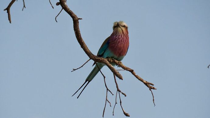 Re: NAMBOTSVIC Namibie- Botswana- Victoria Falls, 3 semaines magiques - PATOUTAILLE