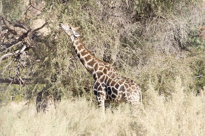 Re: 25 jours en Namibie en juillet 2021 - blueb