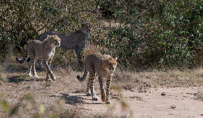 Re: Kenya juillet 2021 un nouveau safari de Samburu au Massai Mara en passant par Meru et Aberdare NP - Karen56