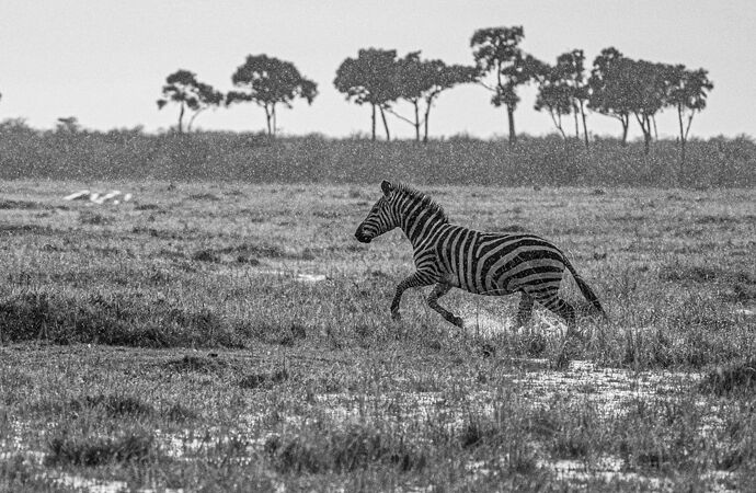 Re: Parenthèse enchantée au Masaï Mara chez Melting Pot Safaris - Mattsupertramp