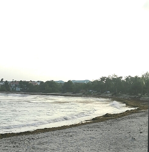 Re: Sargasses Guadeloupe  - Frederic-Maillot