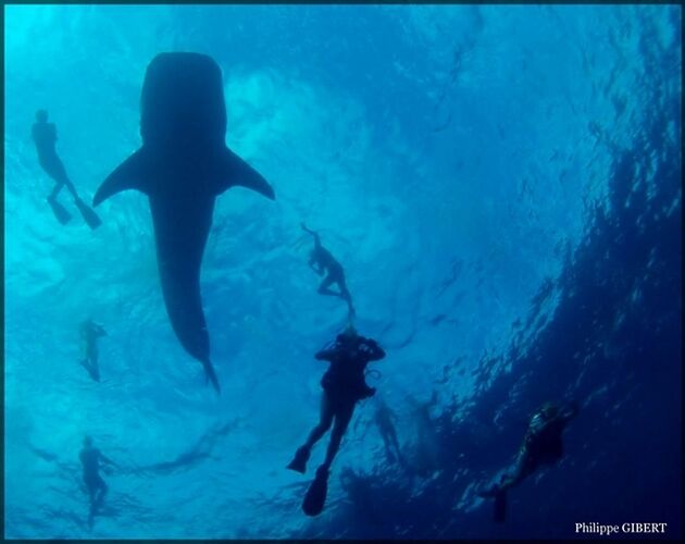 Re: Nika ou Sun Island en février pour le snorkelling et le requin baleine - Philomaldives Guide Safaris