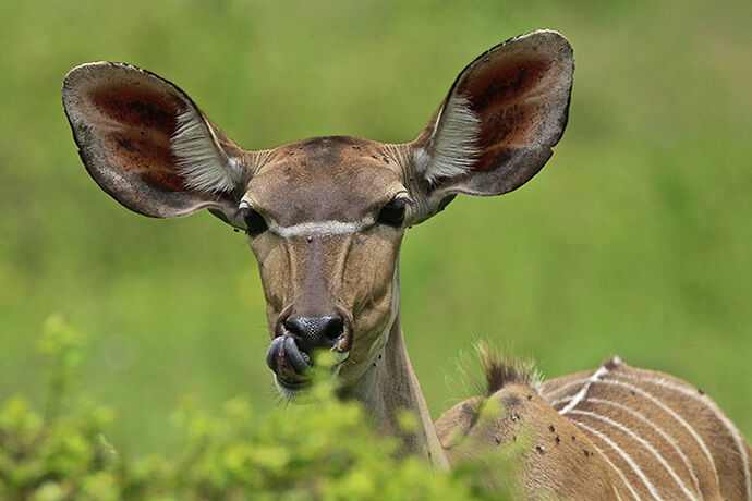 Re: Tarangire, Ngorongoro ou Serengeti ? - puma