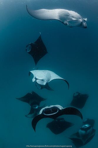 Maldives Snorkeling - Juin - Juillet - Baa Atoll - Mantas saison - Philomaldives Guide Safaris