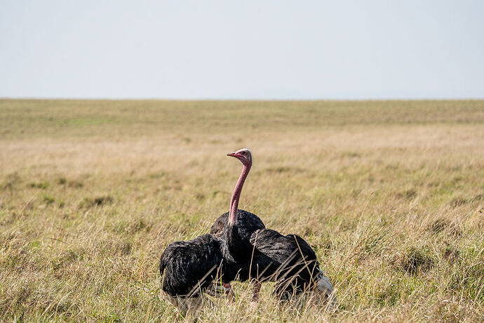 Re: Parenthèse enchantée au Masaï Mara chez Melting Pot Safaris - Mattsupertramp