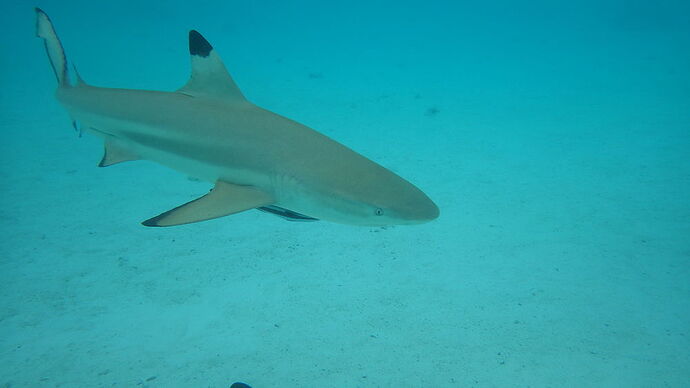 Re: excursion sur lagon de Bora - chgut