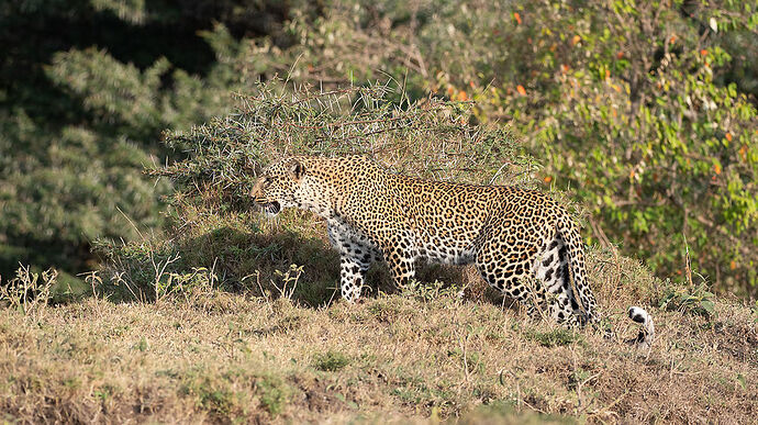 Re: Kenya juillet 2021 un nouveau safari de Samburu au Massai Mara en passant par Meru et Aberdare NP - Karen56