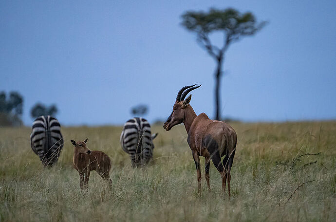 Re: Parenthèse enchantée au Masaï Mara chez Melting Pot Safaris - Mattsupertramp