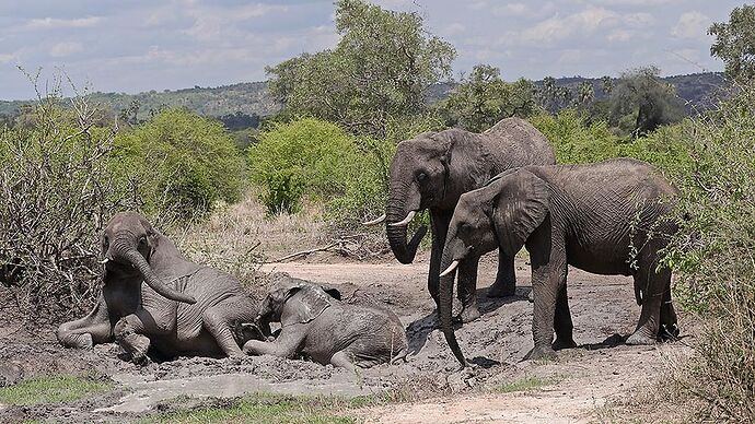 Re: Safari sans agence = Possible et tellement moins cher en Tanzanie !! - puma