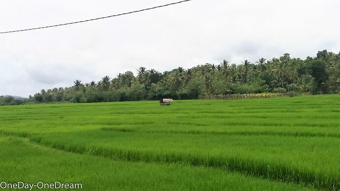 Un petit coin de paradis au Sri Lanka - OneDay-OneDream