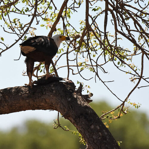 Re: Au paradis ! Compte rendu d'un voyage de 2 petites semaines en Afrique du Sud - L-argonnais Re: Au paradis ! Compte rendu d'un voyage de 2 petites semaines en Afrique du Sud - L-argonnais