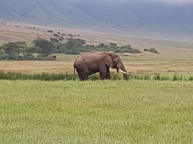 Safari en mai 2018 - voyage de noces  - audreymedhi