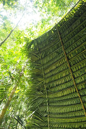 Rendez-vous en jungle inconnue ! Rencontre avec les Batek du Taman Negara - Meryll Evasy