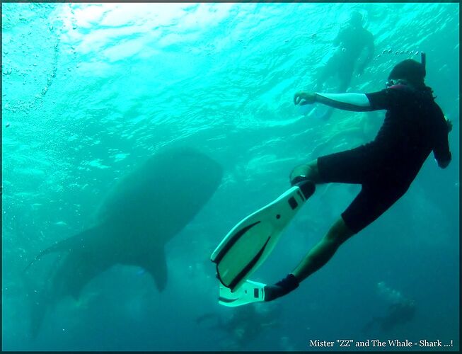 Les Requins - Baleine Observables toute l'année aux Maldives - Philomaldives  Guide  Maldives