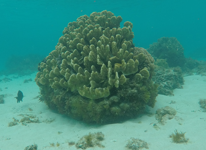 Randonnées et détente au plus près de la nature: 5 jours sur Lord Howe Island - exploringpaw